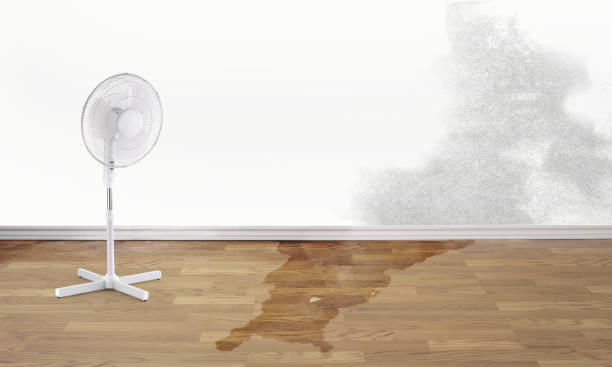 Best Mold removal after water damage  in Woodland Park, NE