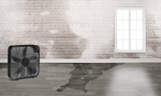 Best Water damage cleanup near me  in Woodland Park, NE